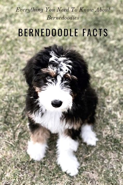  Bernedoodle Highlights Gentle and loving: Bernedoodles are known for their gentle and loving personalities